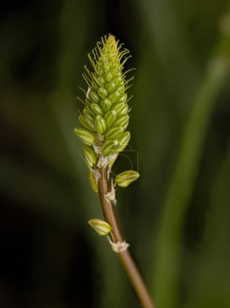 Foto de Pequeña Kopieva Silvestre Planta de la especie Bulbine frutescens - Imagen libre de derechos