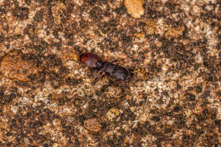 Photo for Adult Turtle Ant of the genus Cephalotes - Royalty Free Image