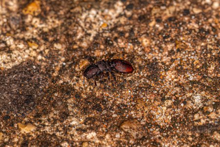 Photo for Adult Turtle Ant of the genus Cephalotes - Royalty Free Image