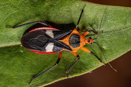 Téléchargez les photos : Bug assassin adulte de l'espèce Neivacoris neivai - en image libre de droit