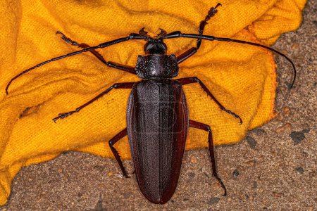 Photo for Adult Giant Prionid Beetle of the genus Ctenoscelis - Royalty Free Image