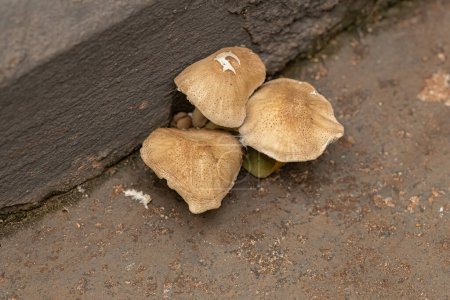 Photo for Scalycaps Fungi Mushroom of the Genus Pholiota - Royalty Free Image