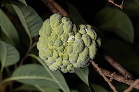 Photo for Sweetsop Green Fruit of the species Annona squamosa - Royalty Free Image