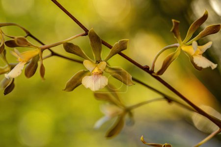Photo for Small Orchid Flower of the Genus Encyclia - Royalty Free Image