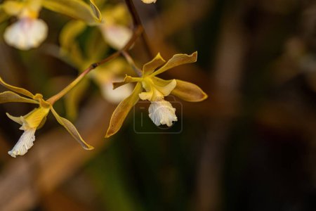 Photo for Small Orchid Flower of the Genus Encyclia - Royalty Free Image