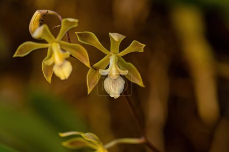 Téléchargez les photos : Petite fleur d'orchidée du genre Encyclia - en image libre de droit