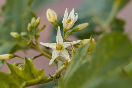 plante à fleurs de l'espèce Solanum paniculatum communément appelé jurubeba une nuance commune dans presque tout le Brésil