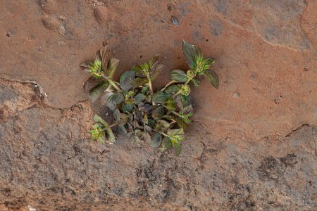 Téléchargez les photos : Petite plante d'asthme de l'espèce Euphorbia hirta - en image libre de droit