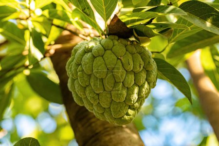 Photo for Sweetsop Green Fruit of the species Annona squamosa - Royalty Free Image