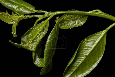 Téléchargez les photos : Petite Spirée pucerons de l'espèce Aphis spiraecola sur une plante de l'espèce Annona squamosa sous une lumière blanche éclair - en image libre de droit
