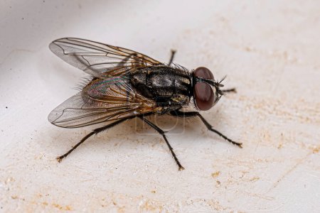Photo for Adult Muscoid Fly of the Family Family Muscidae - Royalty Free Image