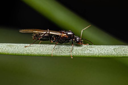 Foto de Hormiga carpintera alada macho adulto del género Camponotus - Imagen libre de derechos