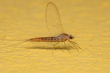 Photo for Adult Female Mayfly Insect of the Family Baetidae - Royalty Free Image