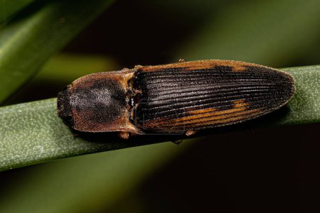 Photo for Adult Click Beetle of the Family Elateridae - Royalty Free Image