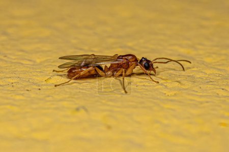Foto de Hormiga alada macho adulta de la familia formicidae - Imagen libre de derechos