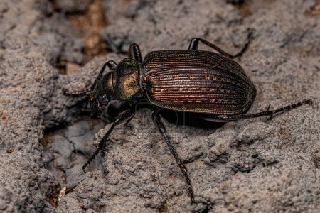 Photo for Adult Caterpillar hunter Beetle of the genus calosoma - Royalty Free Image