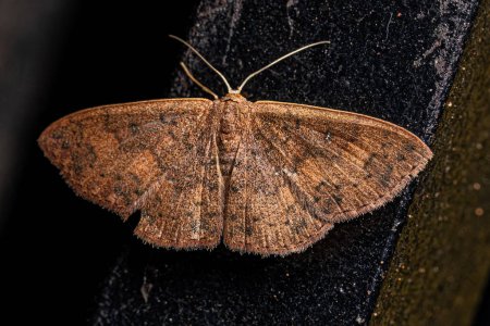 Photo for Adult Geometer Moth of the Genus Semaeopus - Royalty Free Image