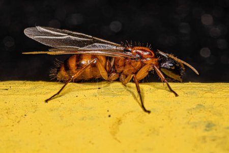 Foto de Hembra adulta Carpintero Reina Hormiga del género Camponotus - Imagen libre de derechos