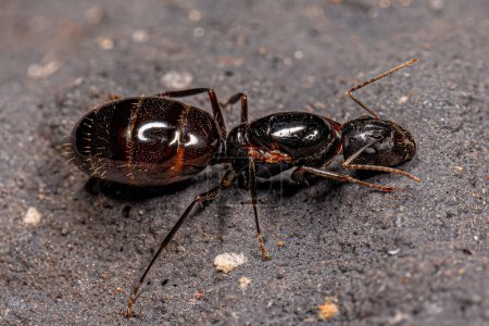Foto de Hembra adulta Carpintero Reina Hormiga del género Camponotus - Imagen libre de derechos