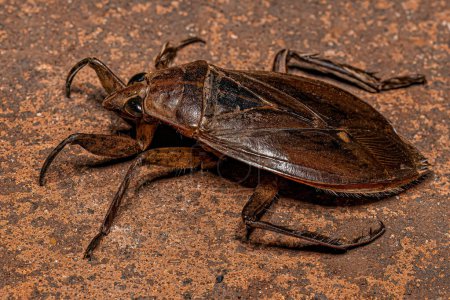 Téléchargez les photos : Bug géant adulte du genre Belostoma - en image libre de droit