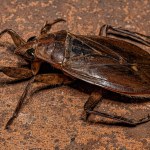 Adult Giant Water Bug of the Genus Belostoma