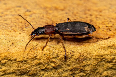Photo for Adult Ground Beetle of the Genus Apenes - Royalty Free Image