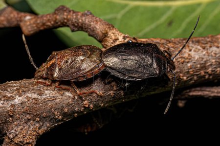 Photo for Adult Stink bugs of the species Antiteuchus tripterus coupling - Royalty Free Image