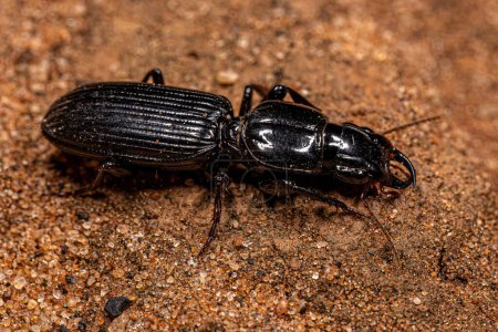 Photo for Adult Pedunculate Ground Beetle of the Subfamily Scaritinae - Royalty Free Image
