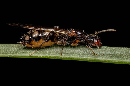 Foto de Adulto hembra seis manchado carpintero reina hormiga de la especie Camponotus sexguttatus - Imagen libre de derechos