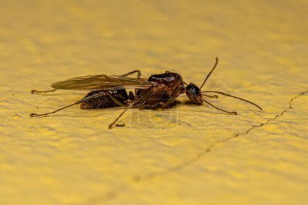 Foto de Hormiga carpintera alada macho adulto del género Camponotus - Imagen libre de derechos