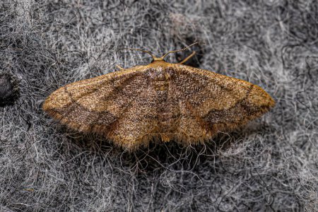 Photo for Adult Geometer Moth of the Family Geometridae - Royalty Free Image