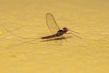 Photo for Adult Male Mayfly Insect of the Family Baetidae - Royalty Free Image