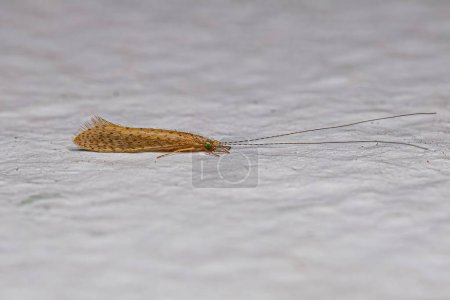 Photo for Adult Caddisfly Insect of the Genus Nectopsyche - Royalty Free Image