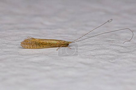 Téléchargez les photos : Insecte Caddisfly adulte du genre Nectopsyche - en image libre de droit