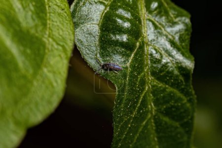 Téléchargez les photos : Petit arthropode à queue de Springtail allongé de l'ordre des Entomobryomorphes - en image libre de droit