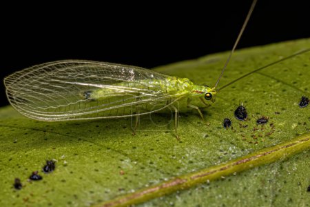 Téléchargez les photos : Lacération verte typique du genre Ceraeochrysa chez l'adulte - en image libre de droit