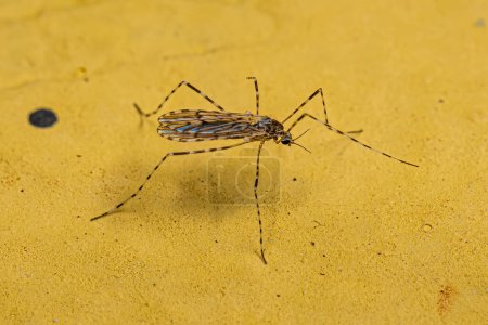 Photo for Adult Limoniid Crane Fly of the Family Limoniidae - Royalty Free Image