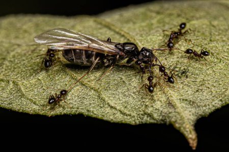 Téléchargez les photos : Fourmis à grosse tête adultes du genre Pheidole s'attaquant à une fourmi femelle adulte de la tribu Leptomyrmecini - en image libre de droit