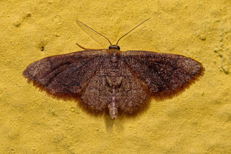 Photo for Adult Geometer Moth of the Family Geometridae - Royalty Free Image