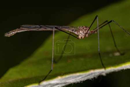 Photo for Adult Limoniid Crane Fly of the Genus Lecteria - Royalty Free Image