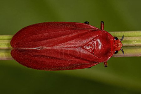 Foto de Insecto Froghopper rojo adulto de la familia Cercopidae - Imagen libre de derechos