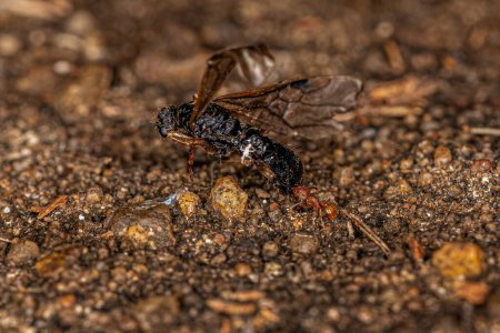 Téléchargez les photos : Fourmi myrmicine supérieure adulte du genre Wasmannia portant un insecte beaucoup plus gros - en image libre de droit