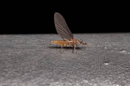 Photo for Adult Female Mayfly of the Order Ephemeroptera - Royalty Free Image