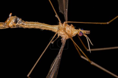 Photo for Adult Limoniid Crane Fly of the Family Tipulidae - Royalty Free Image