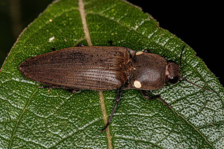 Téléchargez les photos : Adulte Feu Cliquez sur scarabée de la tribu Pyrophorini - en image libre de droit