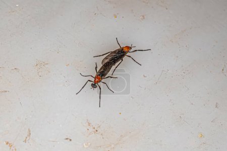 Photo for Adult Lovebugs Insects of the Genus Plecia coupling - Royalty Free Image