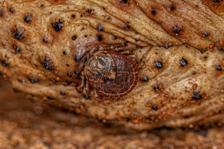 Téléchargez les photos : Bont Tick adulte de l'espèce Amblyomma rotundatum - en image libre de droit