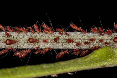 Téléchargez les photos : Groupe de petits pucerons rouges de la famille des aphididae - en image libre de droit