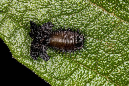 Photo for Tortoise Beetle Larva of the Subfamily Cassidinae - Royalty Free Image
