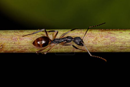 Foto de Hormiga dorosa adulta de la especie Dolichoderus imitator - Imagen libre de derechos